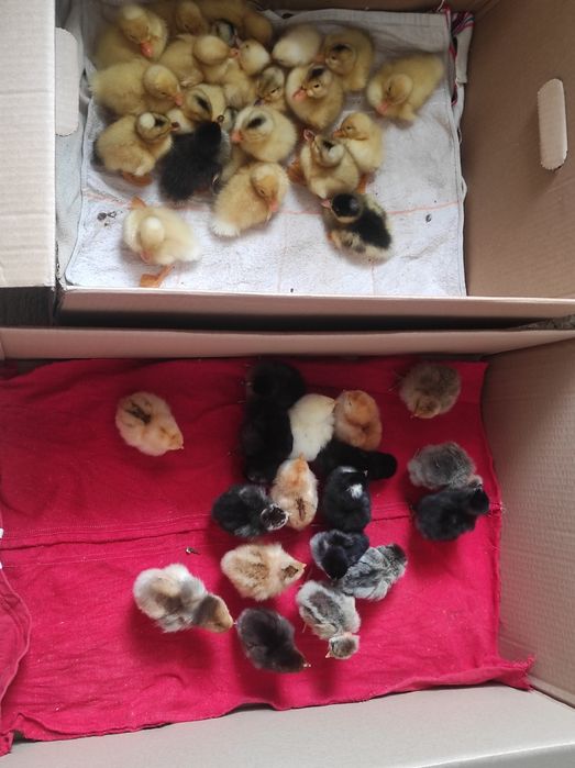 Pui de vânzare de găină și rață van urgent.