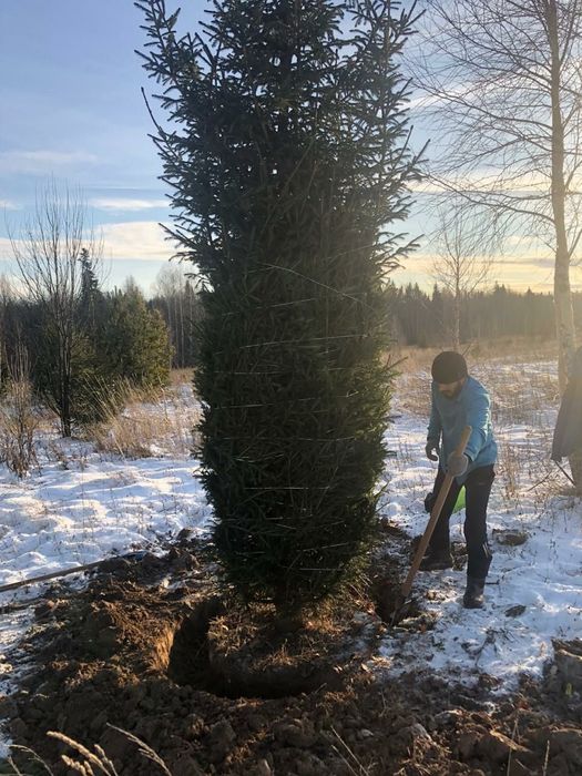 Тополь пирамидальный