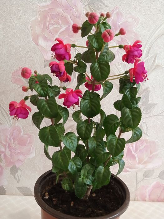 Продам прекрасную Фуксию.