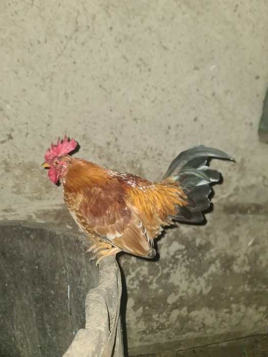 Cocoși pitici de vanzare