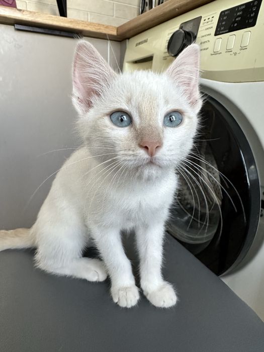 Отдам котенка бесплатно