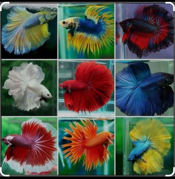 Петушки (петушок баликлар)