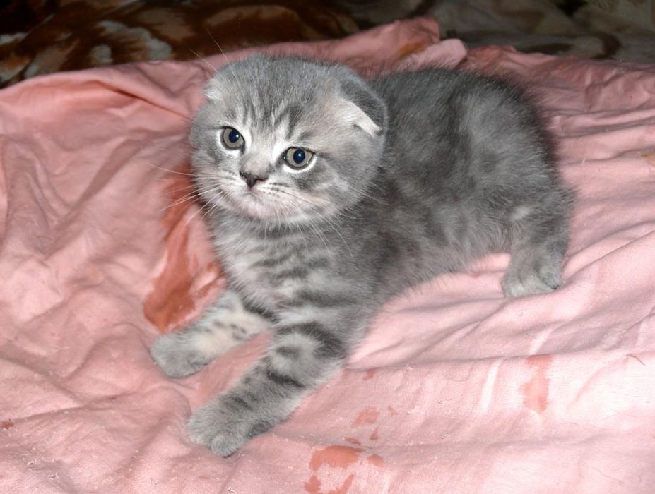 Шотландские малыши