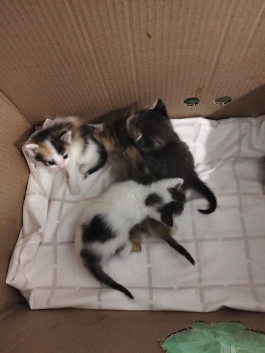 котята в добрые руки