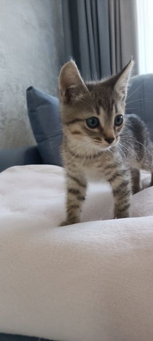 Отдам котят в добрые руки.