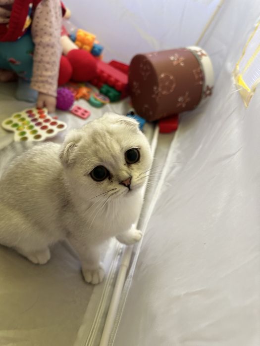 Шиншилла котята