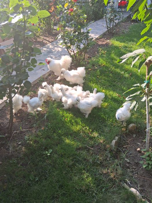 Matase japoneza/rate+1 ratoi/Porumbei/Pui Australop, Araucana, Brahma