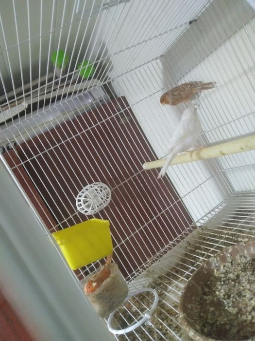 Канарека сотилади таёр мода