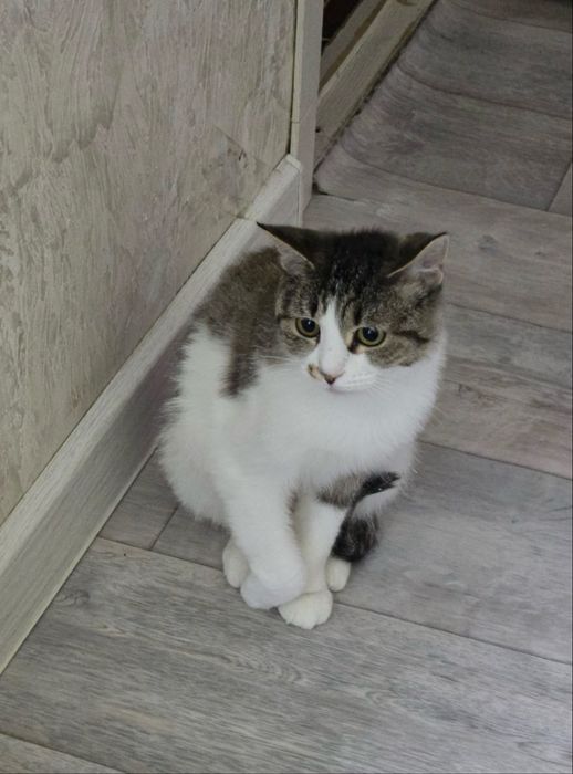 Кошечка девочка 6 мес