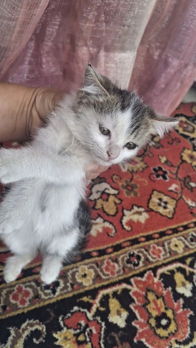 Отдам котёнка,$$