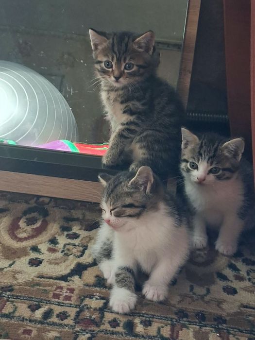 Котята мальчики и девочка