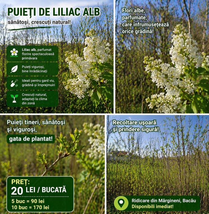 Puieți de liliac alb elegant si parfumat