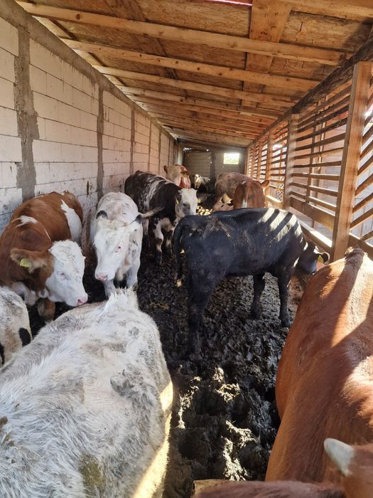 viței de rasă, cu transport asigurat