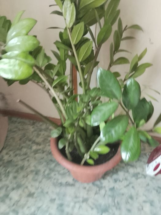 Продам долларовое дерево