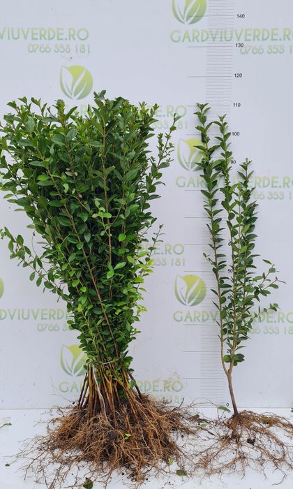 Gard viu Lemn Cainesc Ligustrum Ovalifolium