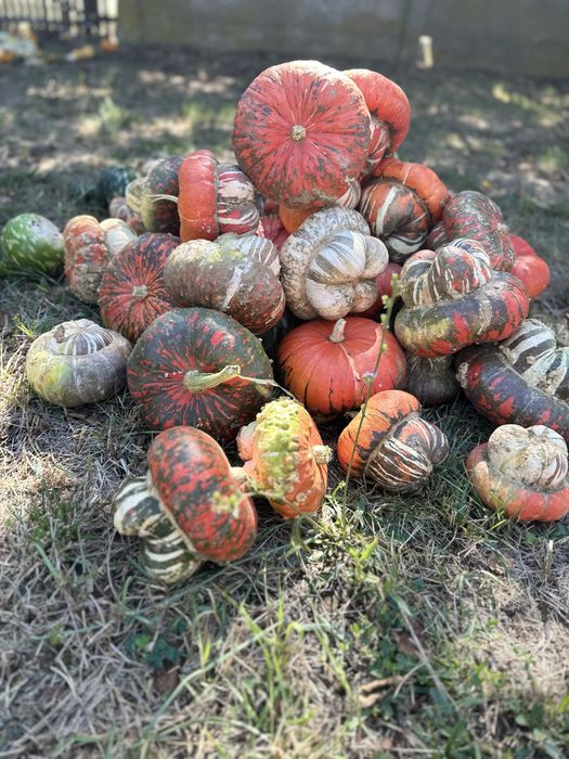 Dovleci decorativi, tărtăcuțe si decoratiuni de toamnă