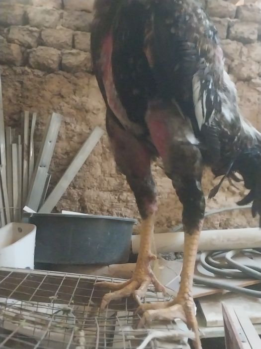 Бойцовый петух сильный