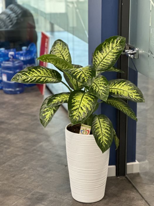 Фикус плетенный а также другие растения для офиса