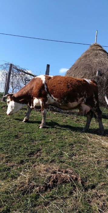 De vânzare vacă cu tăuraș de două săptămâni