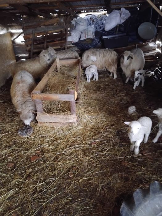 Vând 5 oi cu miei          .