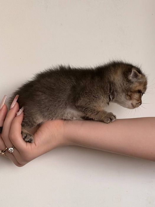 Продаются породистый котенок