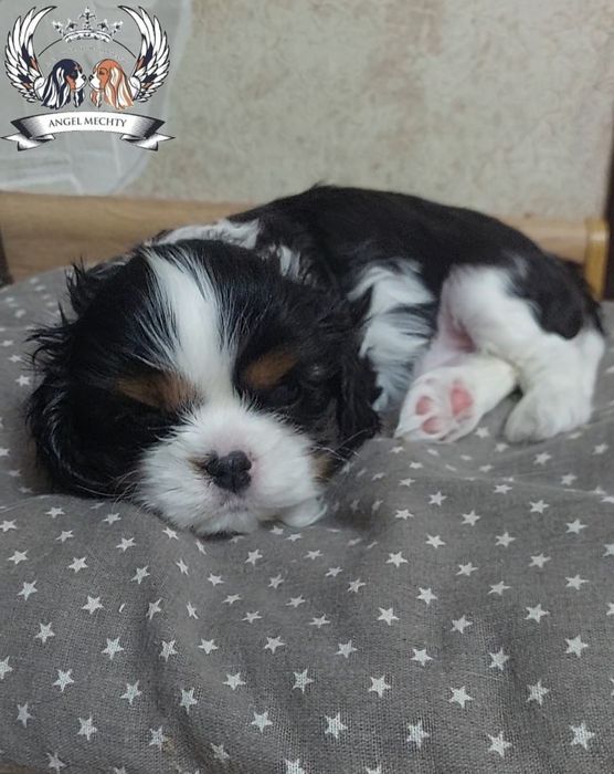 Кавалер Кинг Чарльз Спаниель ранее бронирование