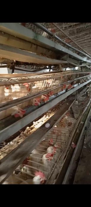 9-10 ойлик 90 фоиз тугаятган Ломан Сенди товуклар сотилади нархи 40000