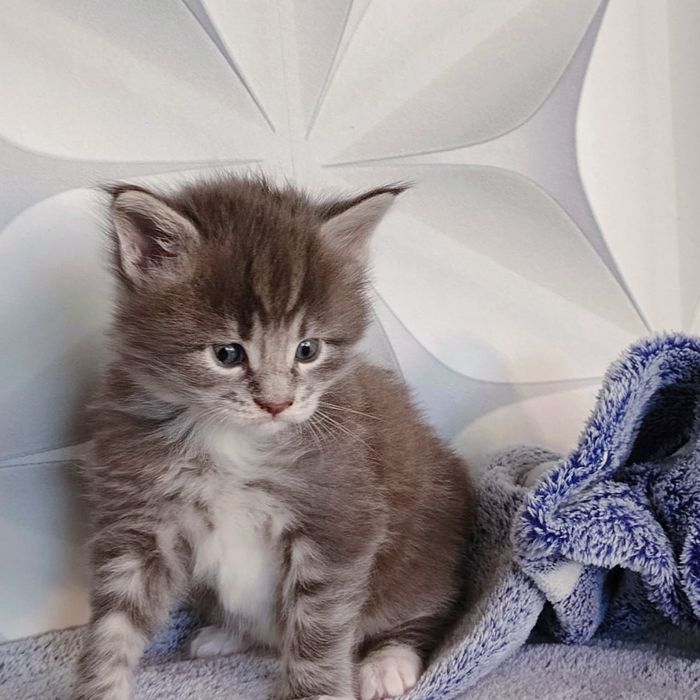 Котята Мейн Кун ( питомник)