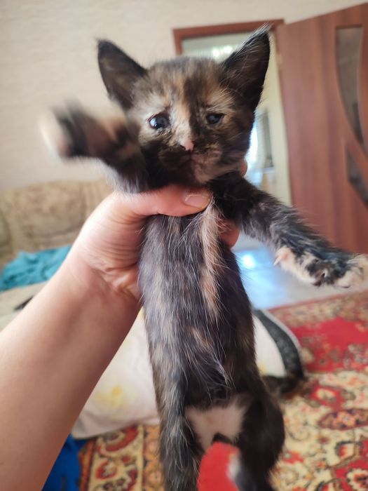 Отдам котят бесплатно.