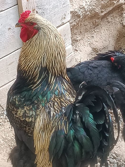 Сотилади Хуроз брама