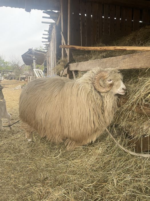 Vand berbec pentru detali sunati la numarul de telefon