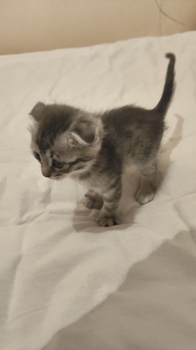 Шотландия кошка сауда бар