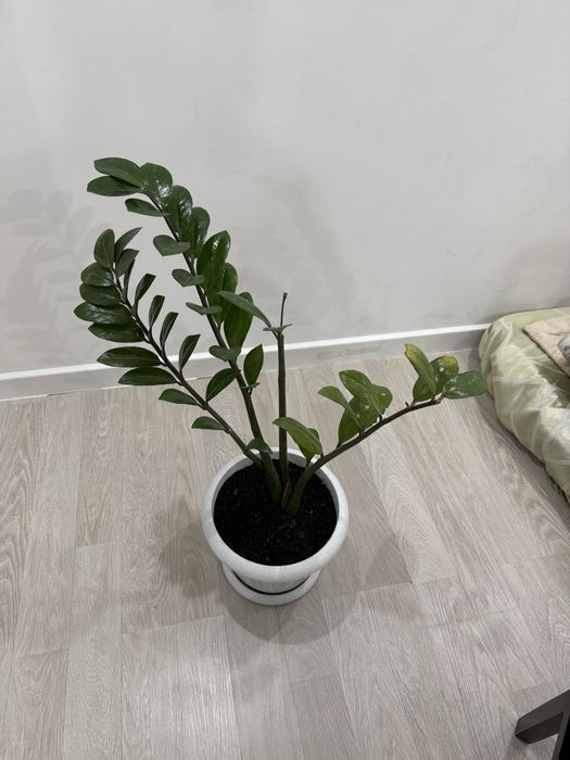 Продам комнатные растения