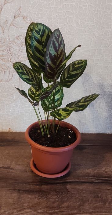 Продам комнатные цветы.