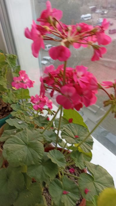 Пеларгония зональная ( герань)