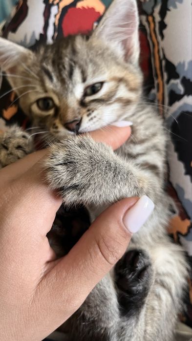 Отдам котенка девочка