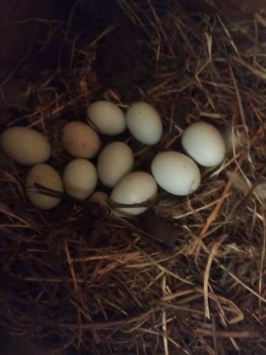 Ухайли тухуми(яйцо) сотилади.