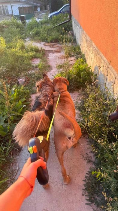 3в1 Автоматичен повод за кучета с фенер и диспенсър