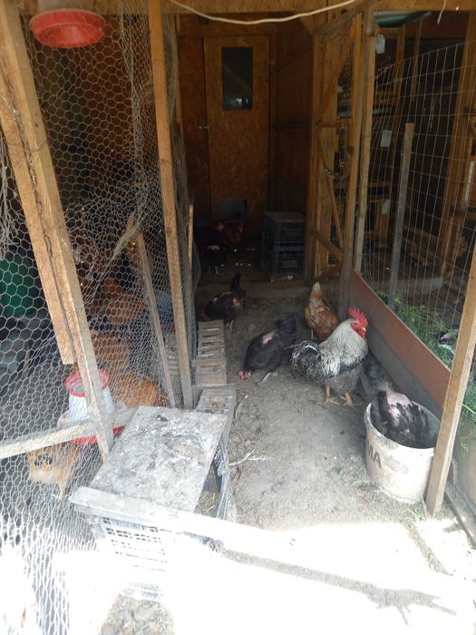 Oua de găini kabir 2025