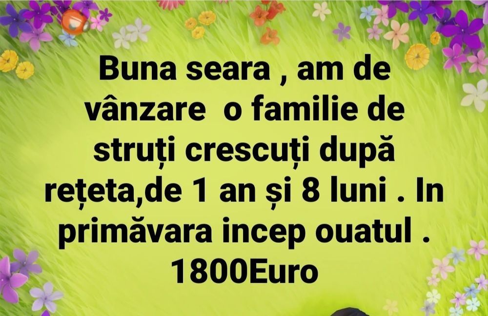 Struti crescuți după rețetă