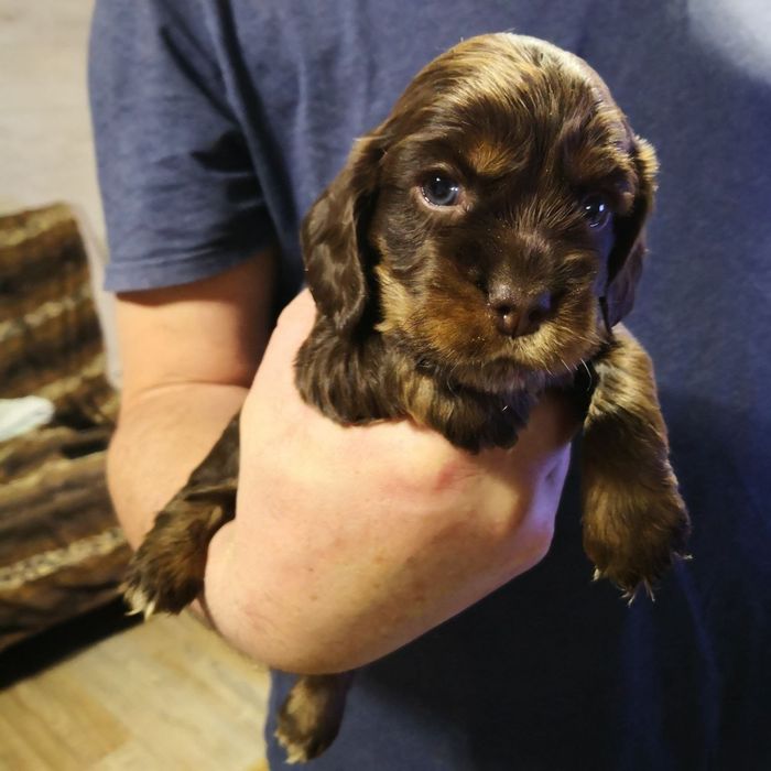 Продаются очаровательные щенки кокер-спаниеля