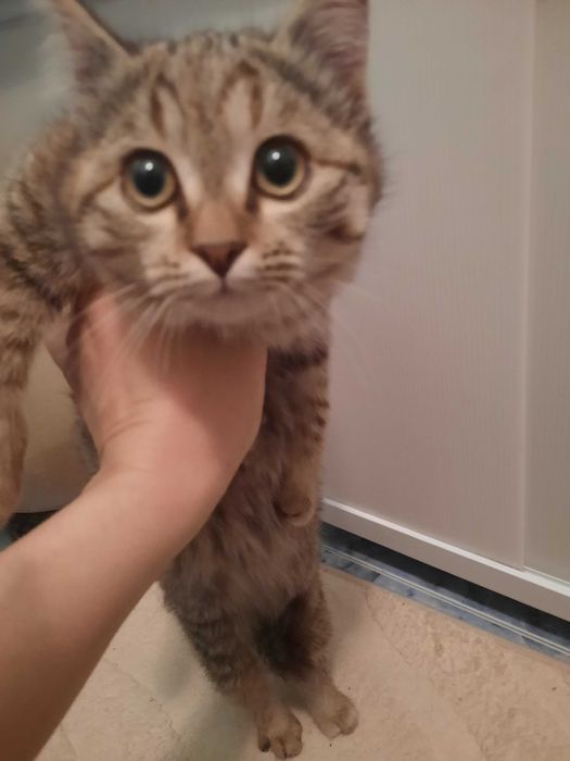 Котята красивые мальчик и девочка