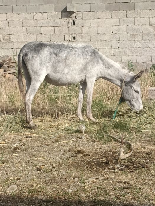 Ешек сатылады ишак Осёл продам