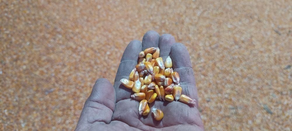 Porumb boabe de vanzare