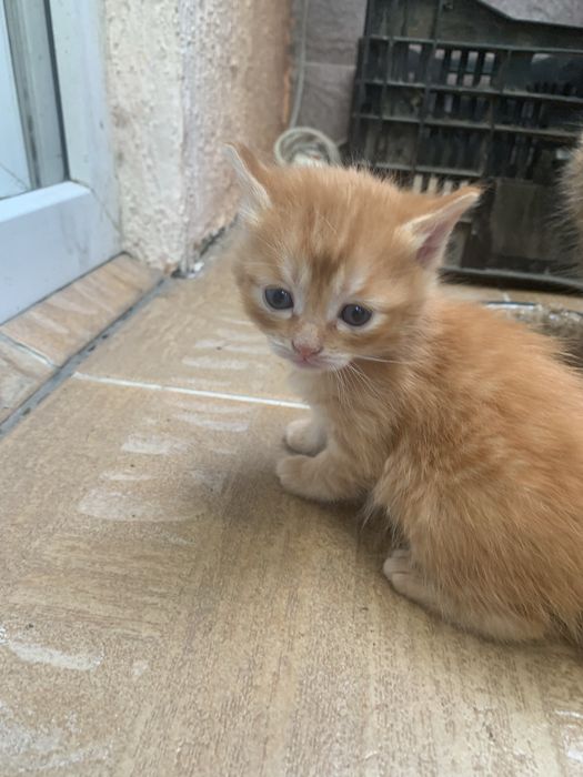 Подарю замечательных котят