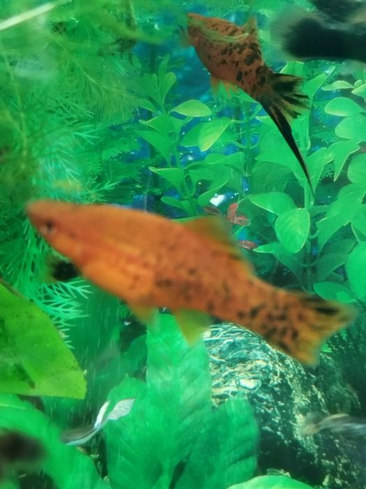 Пара тигровых меченосцев