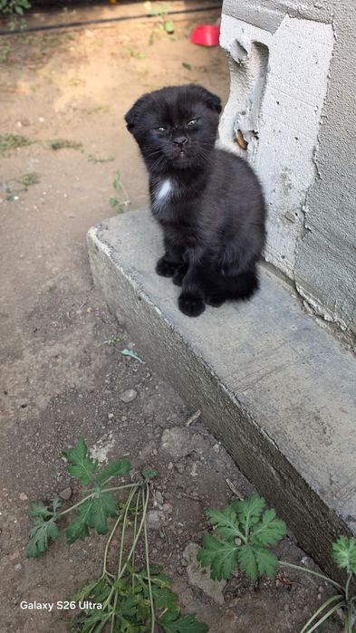 Шотландский Котенок