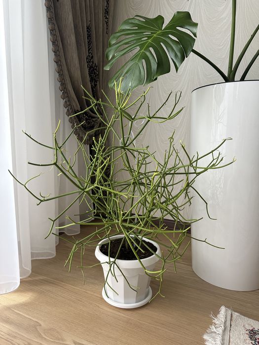 Молочай Тирукалли