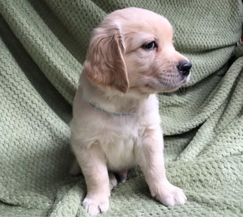 Щенки голден лабрадор ретривер