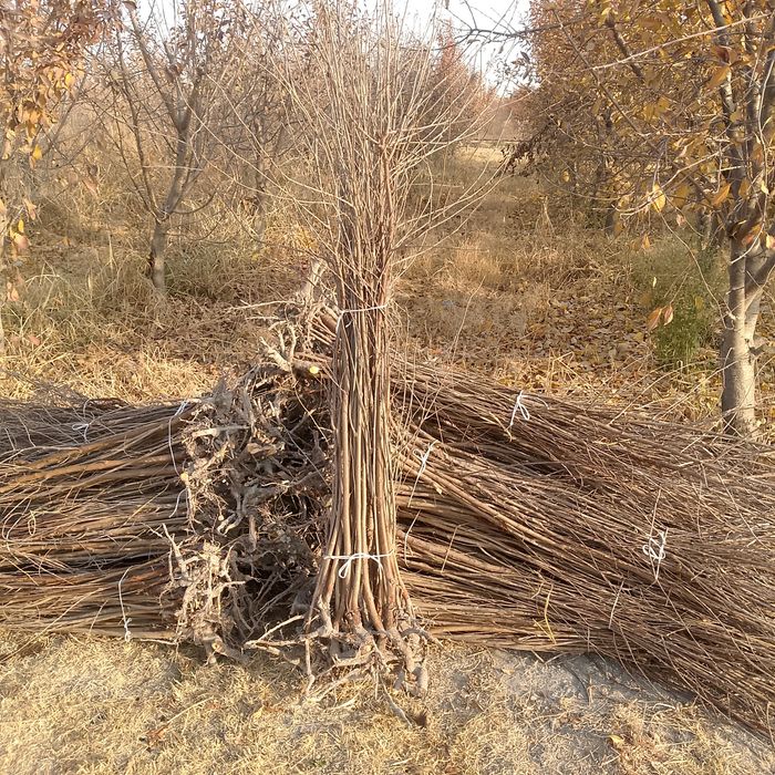 Gizilla Achchiq golos koʻchatlarimiz sotuvda